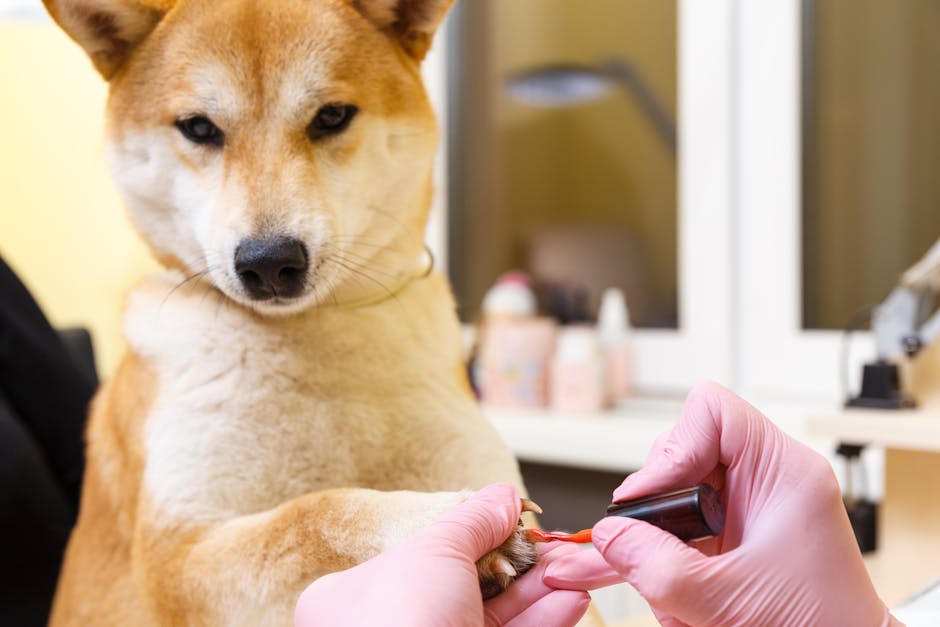 A Shiba Inu dog getting its claws painted in a pet grooming salon, emphasizing luxury pet care.